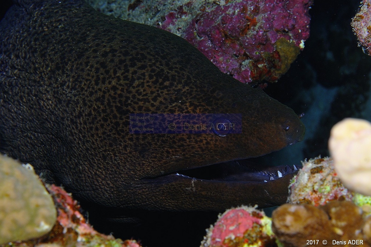 Gymnothorax javanicus Murene de java Safaga Tobia kebir-16m-20171120-Denis-ADER-DSC_3155_tn.jpg